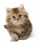 Кошки