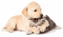 Котята и щенки